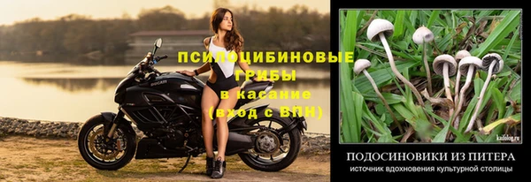 ГАЛЛЮЦИНОГЕННЫЕ ГРИБЫ Белоозёрский